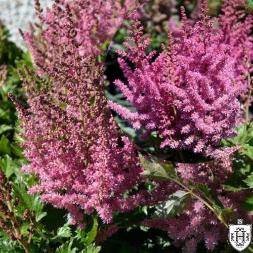 Astilbe chinensis 'Little Vision in Pink' - Hiina astilbe 'Little Vision in Pink' C2/2L